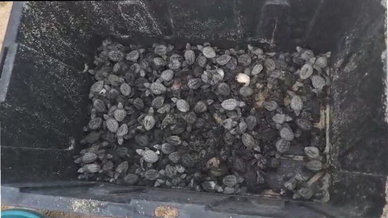 Profepa rescató 200 nidos de tortuga en Los Cabos durante el paso de “Raymond”