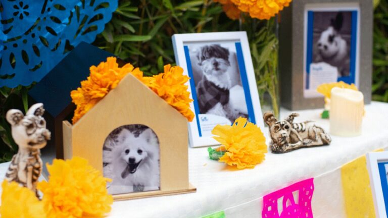 Las mascotas también regresan: ¿Qué debe llevar su ofrenda de Día de Muertos?