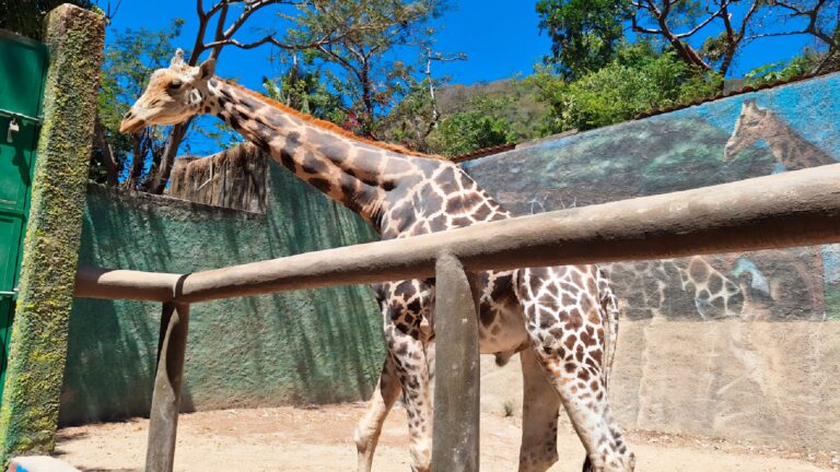Profepa inspecciona Zoológico de Vallarta tras denuncias de maltrato animal
