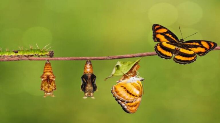 UNAM reúne a científicos para debatir los avances en biología evolutiva