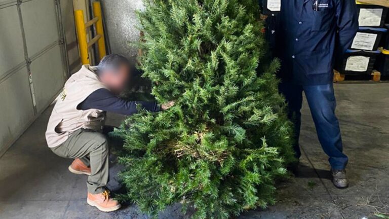 Más de 132 mil árboles de Navidad han ingresado a México sin irregularidades ni plagas: Profepa