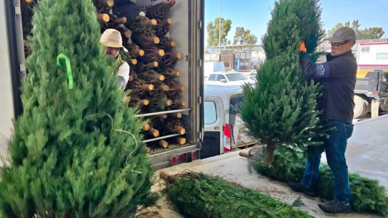Van 223 mil árboles navideños inspeccionados sin plaga, aseguró Profepa
