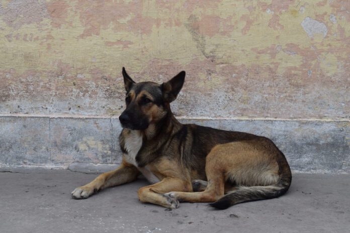 Módulo para resguardar perritos peregrinos