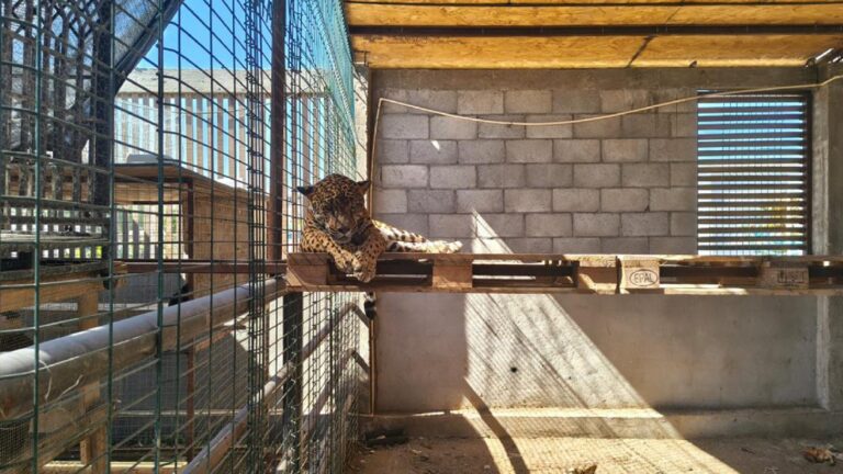 Rescatan a jaguar, león africano y otras especies durante cateo en Los Cabos