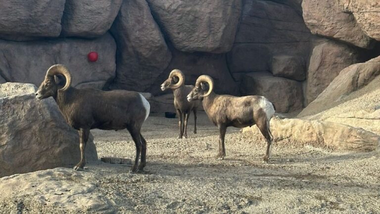 Renuncia director del Zoológico de León tras muerte de borregos por ataque de perros