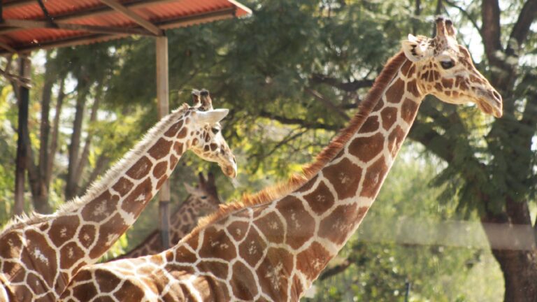 Reabre Zoológico de León tras cumplir observaciones de Profepa