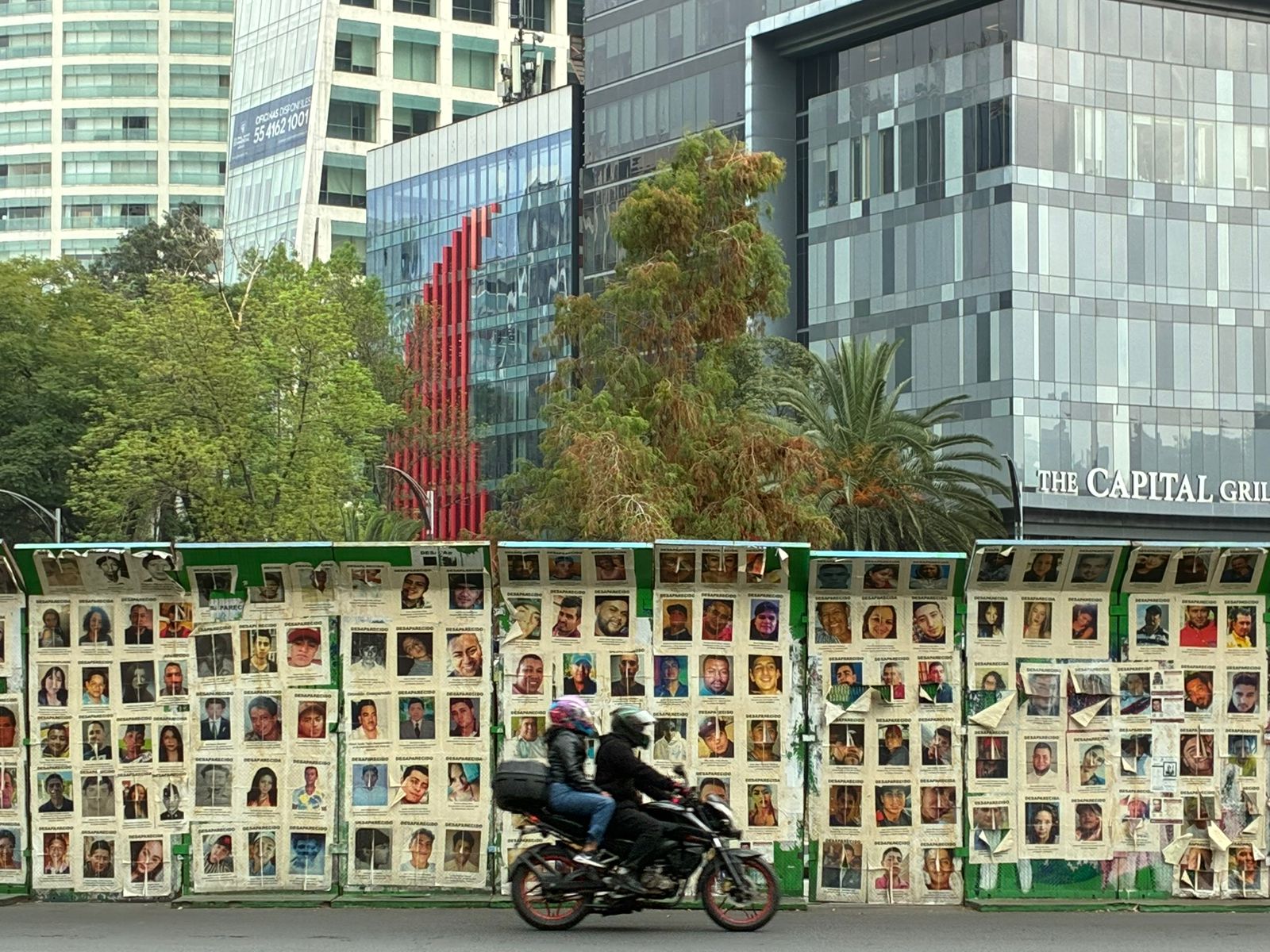 Ahuehuete de Reforma está sano pese a cambio de color en su follaje; es ...