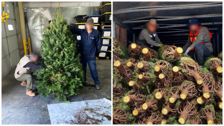 Profepa detecta plaga en 785 árboles de Navidad importados de EEUU
