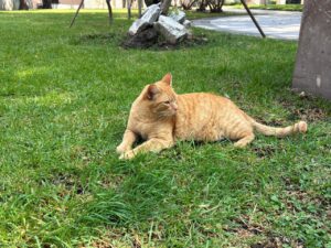 Gatos Palacio Nacional