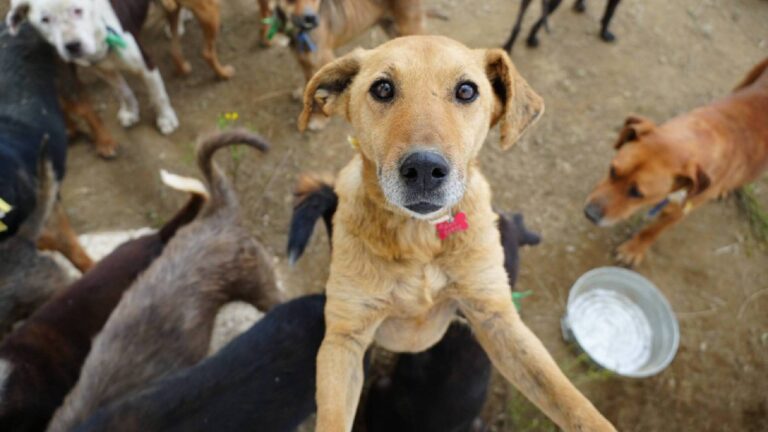 Refugio Franciscano confirma bienestar de los perros reubicados en el Ajusco