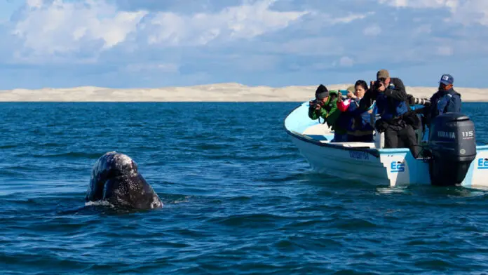 Proyecto nuevo - 2026-01-20T185945.981