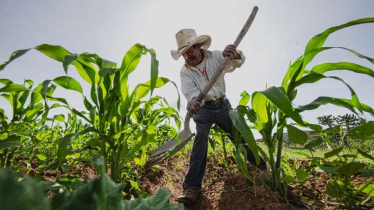 Agricultura, CFE y Conagua crean padrón único de productores para optimizar servicios