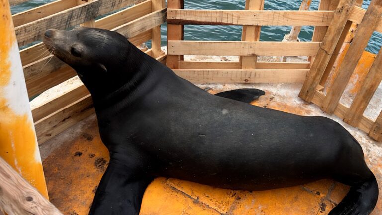 Profepa y Semar lograron salvar a lobo marino lesionado en Sinaloa