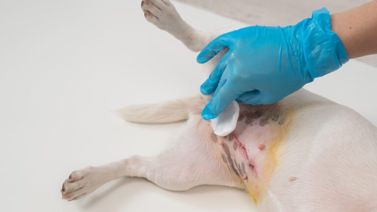 Esterilizar es Cuidar, protege la vida de tu mascota