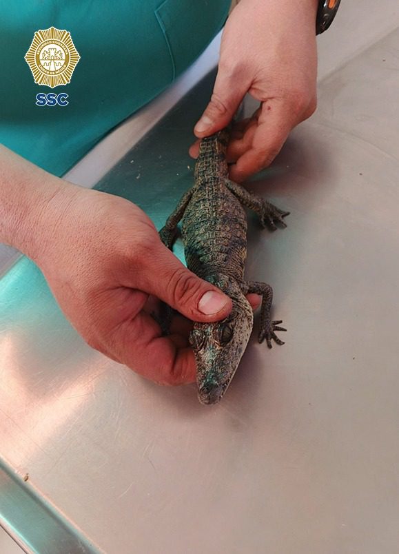 Brigada de Vigilancia Animal resguarda cocodrilo localizado en Azacapotzalco