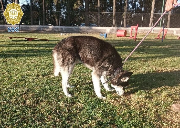 BVA rescata a perro husky que era maltratado en Álvaro Obregón