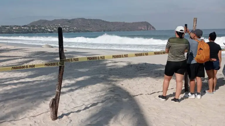 Turistas avistan nuevamente a “Panchito”, el elefante Marino, ahora en Bahía de Banderas