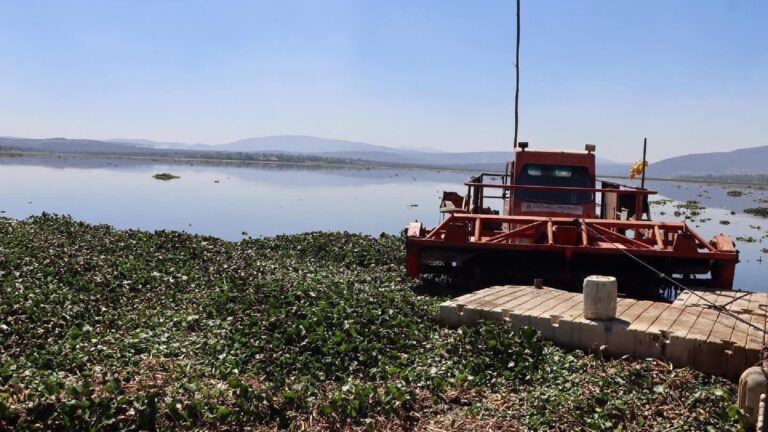 Comuneros de Hidalgo exigen erradicación de plagas en presa Endhó ante riesgos sanitarios