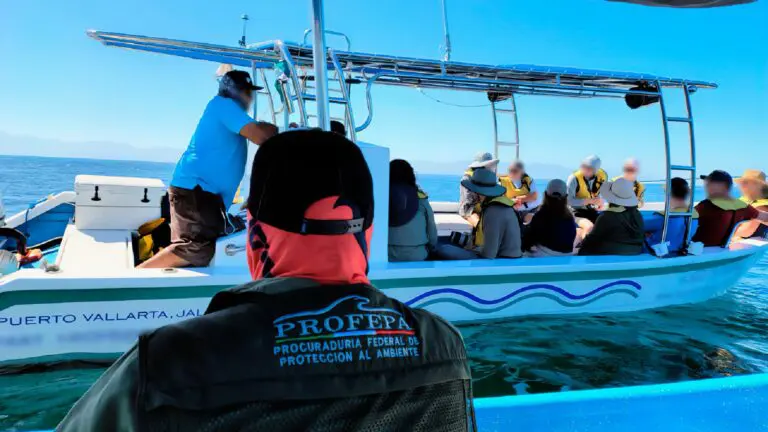 Profepa inspecciona avistamientos de ballenas en Bahía de Banderas