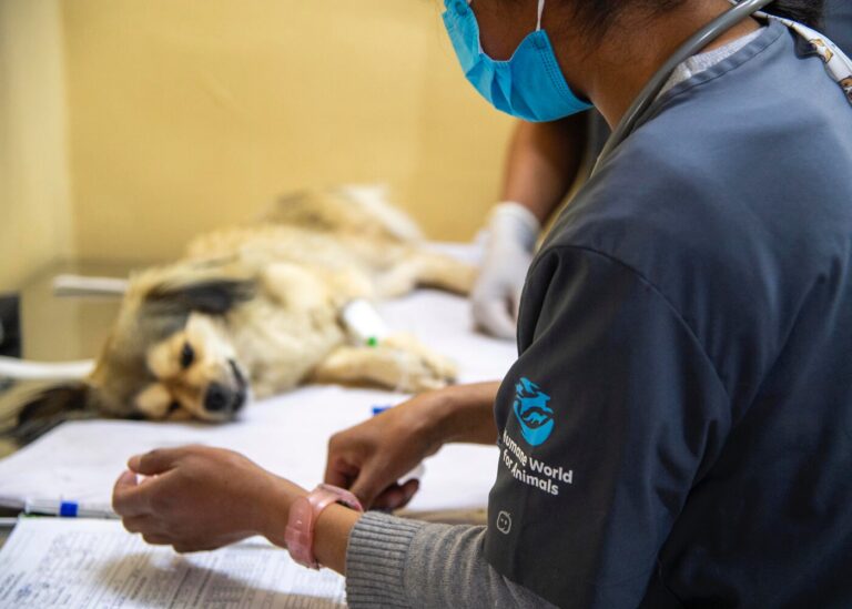 Día Mundial de la Esterilización