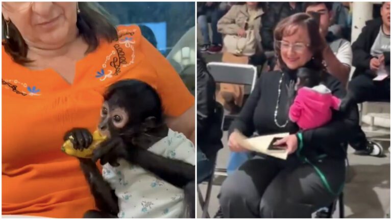 Profepa investiga posesión ilegal de mono araña en Ocotlán; videos involucran a regidora de MC