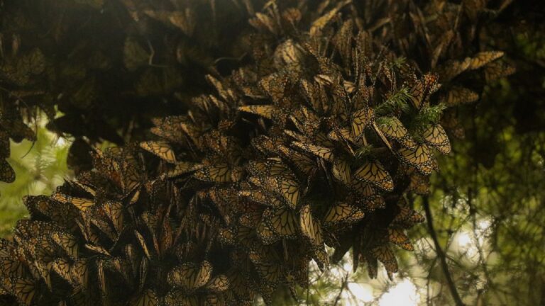 Colonias de mariposa monarca crecieron 64% en México, pero persisten riesgos por plaguicidas