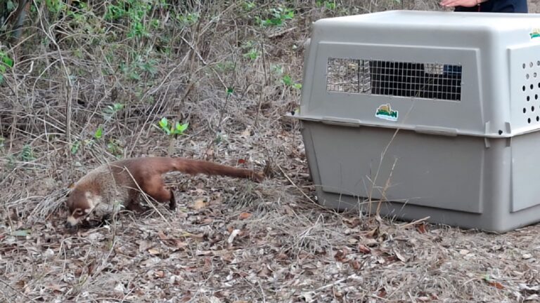 Profepa reintegra a su hábitat a 40 animales rescatados en Tamaulipas