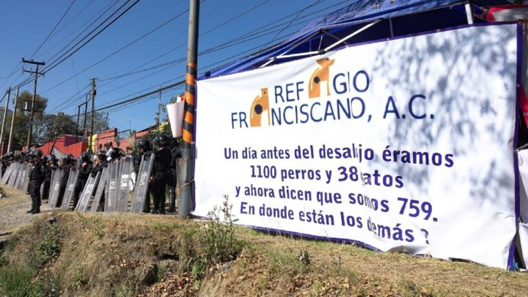 Refugio Franciscano y gobierno CDMX pactan retorno de perros y gatos