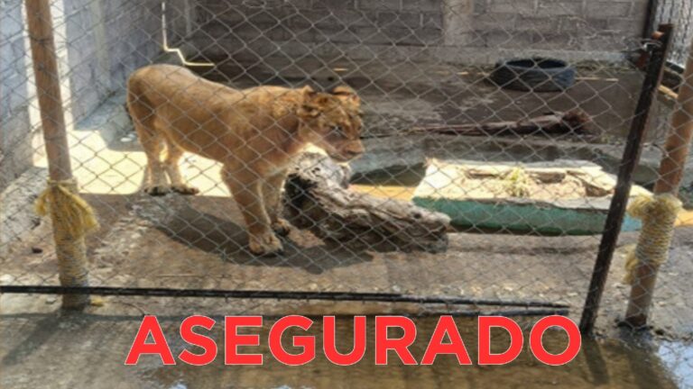Rescatan a leona abandonada en Chalco