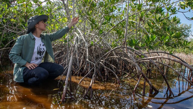 WWF México restaura manglares en Yucatán y Nayarit ante acelerada pérdida de estos ecosistemas