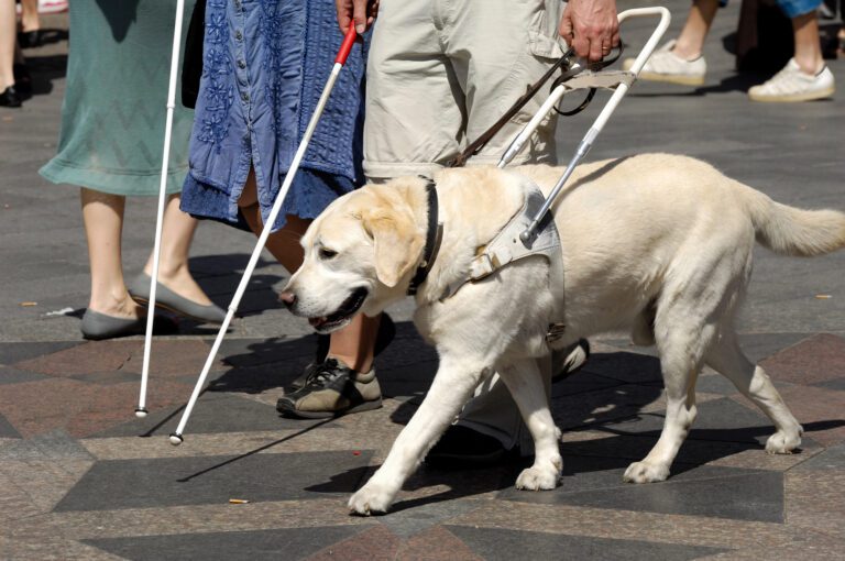 Tu buena intención puede ser peligrosa: respeta al perro guía