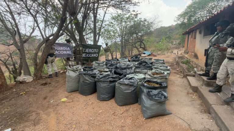 GN asegura más de media tonelada de marihuana en Guerrero