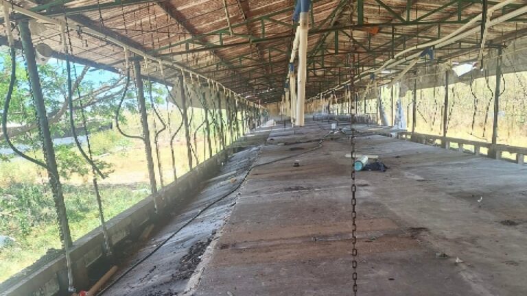 Profepa confirma cierre definitiva de granja porcícola en Mérida por daños ambientales