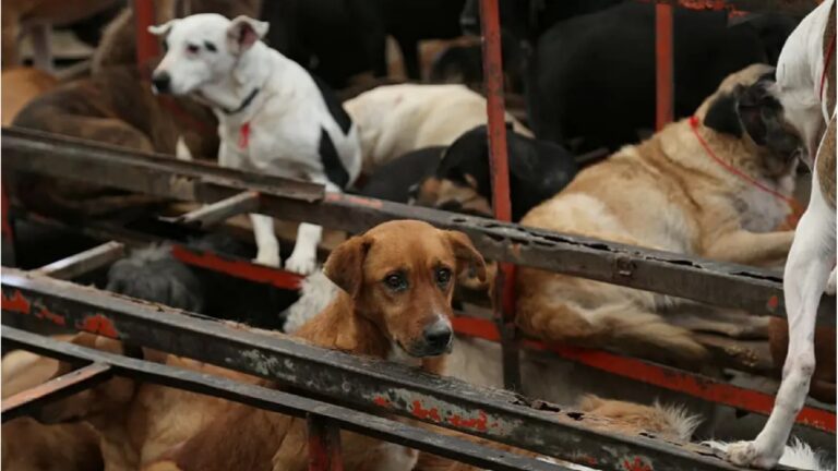 Jueza suspende regreso de perros y gatos al Refugio Franciscano