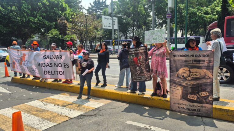 Refugio Franciscano exige revocar amparo que suspende devolución de perros y gatos