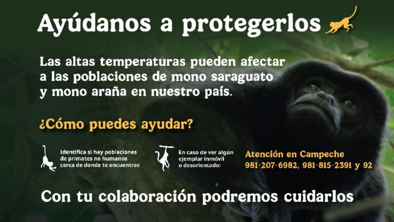 Profepa activa protocolo para proteger primates ante olas de calor y sequía