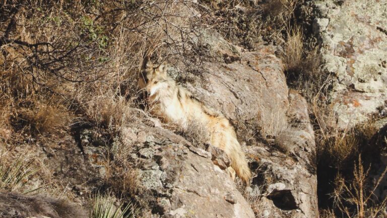 Liberan tres lobos mexicanos en Chihuahua como parte de programa de conservación