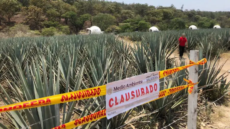 Profepa cierra cultivos ilegales de agave en bosque de Guadalajara