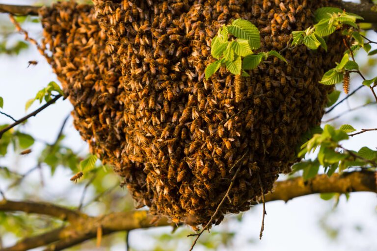 Ataque de abejas deja a dos trabajadores hospitalizados en Nuevo León