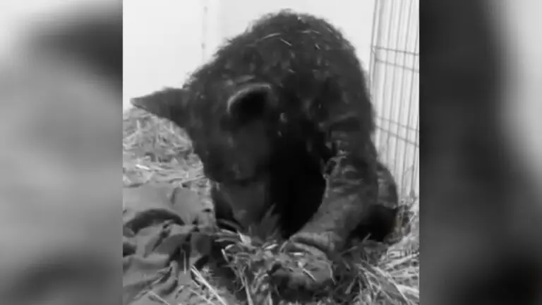 Profepa confirma fallecimiento de la osa Mina; animalistas convocan a homenaje en zoológico La Pastora