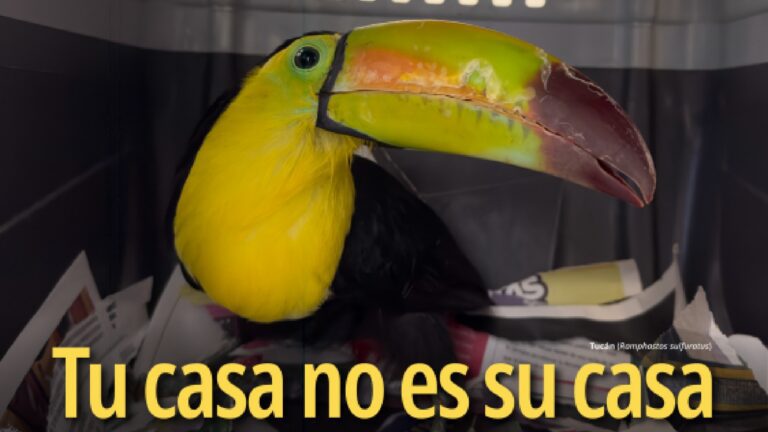Profepa y Meta desactivan 640 cuentas por comercio ilegal de animales en México