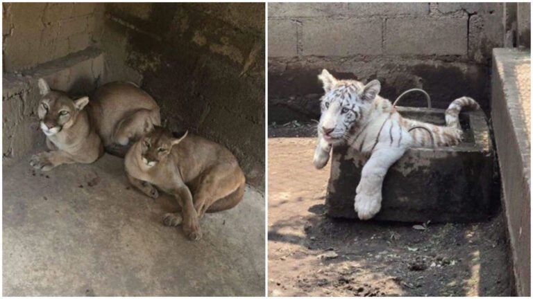 Descubren zoológico clandestino en Chalco; rescatan león, tigre blanco y pumas