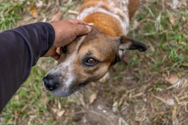 ¿Por qué los perros criollos destacan en labores de rescate?