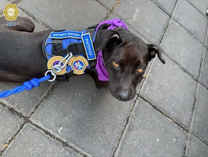 Policía Auxiliar adopta a “Patotas”