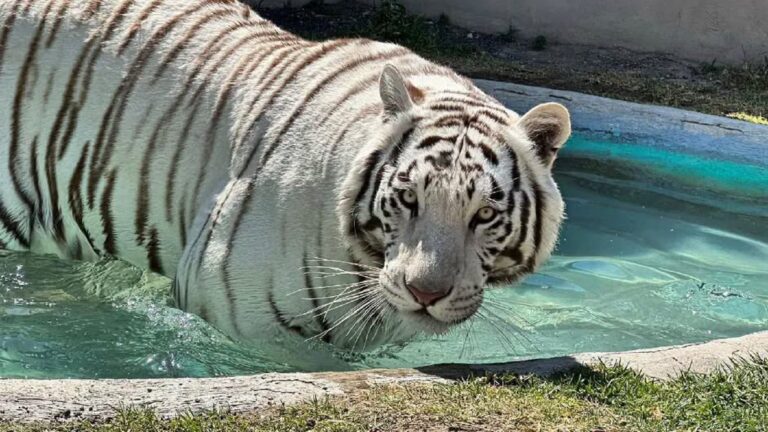 UNAM realizará necropsia a Kenzo para esclarecer su muerte: “Todo el trayecto el tigre venía vivo”, asegura Profepa