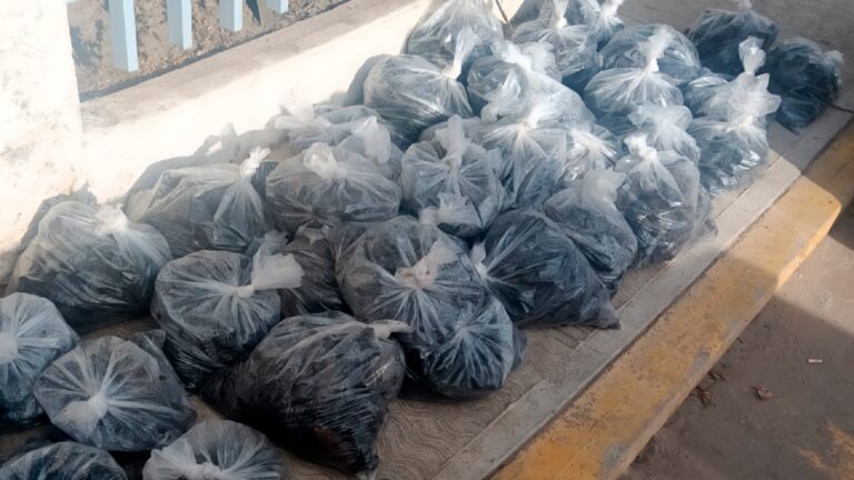 Profepa asegura casi 3 mil pepinos de mar transportados ilegalmente en Baja California