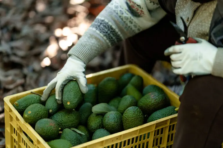 Refuerzan seguridad en zonas aguacateras de Michoacán con más de mil 500 militares