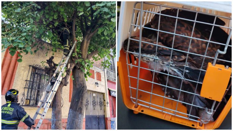 Bomberos de CDMX ponen a salvo a aguililla de Harris herida en Peralvillo