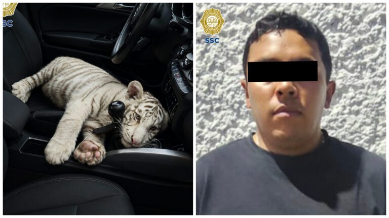 Detienen en Iztapalapa a hombre que transportaba una cachorra de tigre de bengala blanco