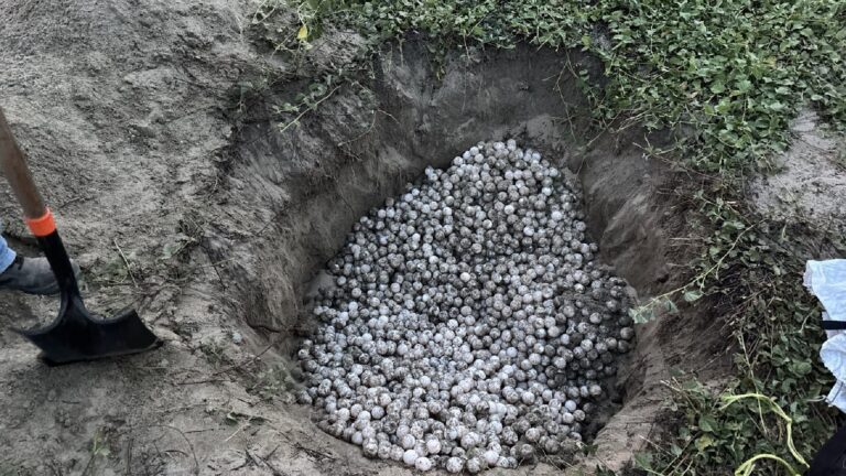 Recuperan más de 5 mil huevos de tortuga golfina saqueados en Oaxaca